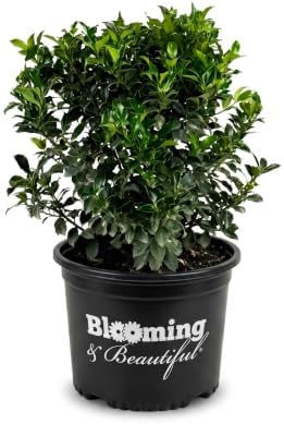 Blue Maid Holly, Live Evergreen Shrub, 3 Gallon by BloomingBeautiful