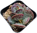 Live Succulent Cactus Plants (2" Pot Adromischus Maculatus) by USKC