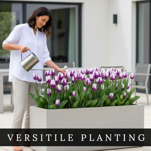 Purple and White Tulip Bulbs for Planting - Purple Flaming Flag Tulips, Perennial Blooms for Landscape Garden or Container Growing (10 Bulbs) - Image 4