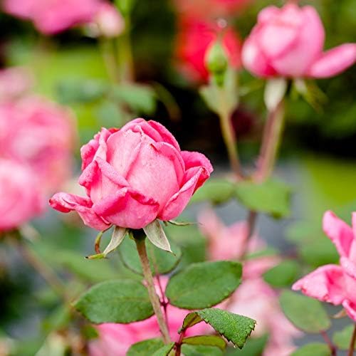 Perfect Plants Double Pink Knock Out Rose, 3 Gallon, Live Plant - Image 5