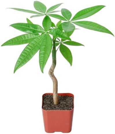 Live Money Tree Plant 8-10" Pachira Aquatica by VerdantVigor