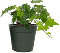 American Plant Exchange English Ivy – Live 4-Inch Potted Trailing Vine, Fast-Growing Air-Purifying Houseplant, Easy-Care Indoor & Outdoor Climbing Ivy for Hanging Baskets by AmericanPlantExchange