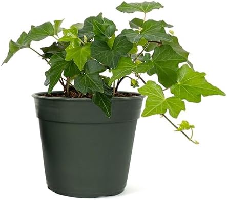 American Plant Exchange English Ivy – Live 4-Inch Potted Trailing Vine, Fast-Growing Air-Purifying Houseplant, Easy-Care Indoor & Outdoor Climbing Ivy for Hanging Baskets by AmericanPlantExchange