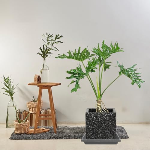 Square Plant Saucer 8 Inch 4 Pack, Saucers for Potted Plants and Water Catcher Tray, Planter Durable Plastic Trays, Plant Drip Trays and Flower Pot Saucers, Plant Saucers for Indoors and Outdoors - Image 6