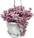 Live Succulents 4.5 Inch Pink Lady Callisia Repens with Hanging Basket - Turtle Vine Succulents Plants Live - Fully Rooted Easy to Grow Houseplants for Home Office Wedding Decor & Gift by NYCitySucculents