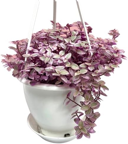 Live Succulents 4.5 Inch Pink Lady Callisia Repens with Hanging Basket - Turtle Vine Succulents Plants Live - Fully Rooted Easy to Grow Houseplants for Home Office Wedding Decor & Gift by NYCitySucculents