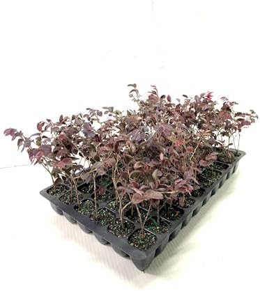 Loropetalum Red Chocolate I 20 Live Plants I Chinese Fringe Flower I Deep Burgundy Foliage with Pink Flower Accents - Low-Maintenance, Drought-Resistant Shrub by FloridaFoliage