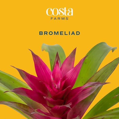 Costa Farms Bromeliad, Live Indoor Plant, Easy Care, Home Decor - Image 3