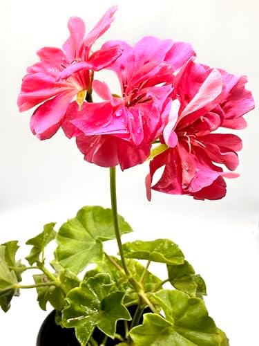 Set of 2 Live Ivy Geranium -Pelargonium Peltatum, Climbing Ivy Leaves with Pink Flowers, 2 Fully Rooted Plants 6-12" Long, Options of Single-Layer or Multi-Layer Petals (Multi-Layer Petal Pink) - Image 2