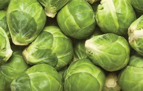 Brussel Sprouts Seeds for Planting, Catskill, 1 gram, 270 Seeds, Grow Heirloom Brussels Sprouts Fresh in Your Garden, Non-GMO - Image 2
