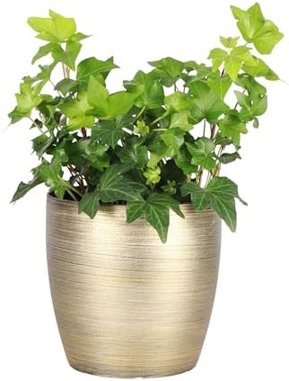 Live Hahn's Green Ivy Plant, Vining Indoor Plant, 4" Pot by ThorsensGreenhouse