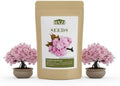 Japanese Cherry Blossom Seeds, Bonsai Seeds, Pack of 30 Bonsai Tree Seeds by Unknown