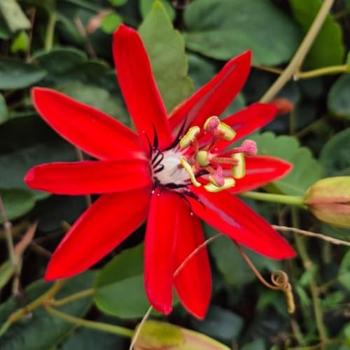 Red Passion Flower Plant, Live Passiflora Vine, 4-8 Inch Tall - Image 2
