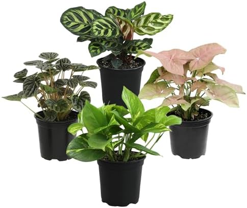 Essential Houseplant Collection (4PK) Live Plants Indoor Plants Live Houseplants in Plant Pots, Easy House Plants Indoors Live, Snake Plant, Pothos in Potting Soil, Clean Air Plants by Plants for Pets - Image 7