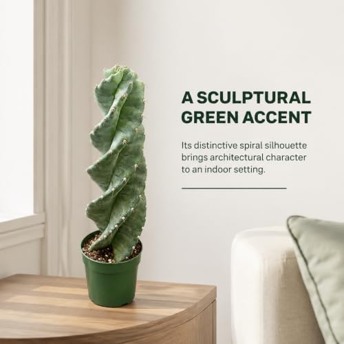 Spiral Cactus Live Plant, 4 Inch Rare Spiralis Succulent Houseplant - Image 6