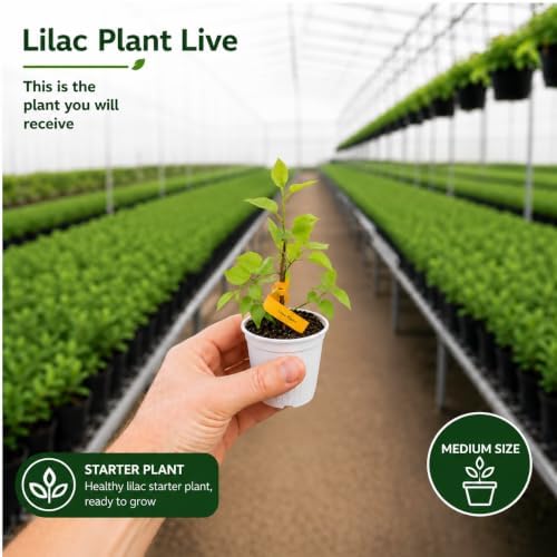2 Purple Lilac Bushes Live Plants, 3-5" Tall in Pot Lilac Tree Live Plant, Easy Care, Fragrant Flowering Shrubs for Garden Landscaping - Image 2