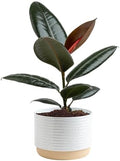 Costa Farms Rubber Plant, Live Indoor Plant, Easy Care, Home Decor by Unknown