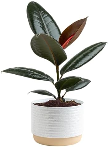 Costa Farms Rubber Plant, Live Indoor Plant, Easy Care, Home Decor by Unknown