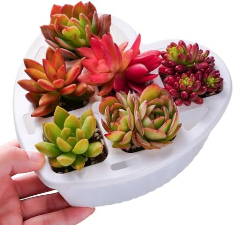 Sprout N Green 6 Live Succulents in Heart Shaped Planter, Assorted Lovely Plants for Mother's Day Valentine's Day Anniversary Housewarming, Romantic Birthday Gift for Your Lover Girlfriend Wife - Image 2