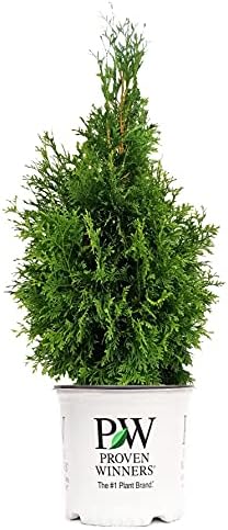 Live Plant from Green Promise Farms Thuja occidentalis 'North Pole' (Arborvitae) Evergreen, 3-Size Container, Green Foliage by GreenPromiseFarms