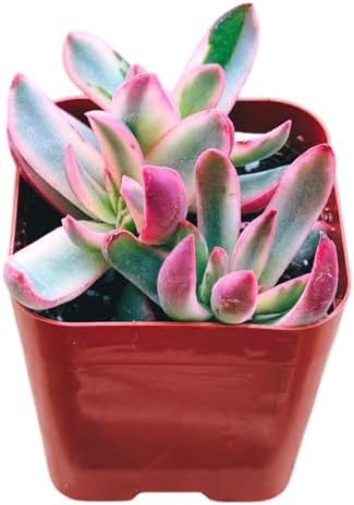 Succulents Plants Live 2inch Live Mini Succulent Plants, Easy Care House Plants Rooted in Succulent Soil Mix, By The Succulent Cult (Crassula 'Candy Cane', 2 Inch) by TheSucculentCult