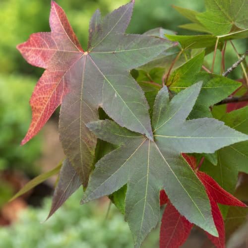 American Sweetgum Tree Live Plant | 1 Quart Container | Cold-Hardy North American Native | Well-Rooted Ornamental Garden Tree - Image 5