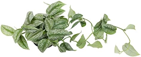 Silver Satin Pothos Plant Live Plant Hanging Basket, Silver Pothos Hanging Plant Live House Plants Indoors, Real Plants Indoor Live Plants Indoor Plants Live Houseplants Live Indoor by Plants for Pets - Image 3