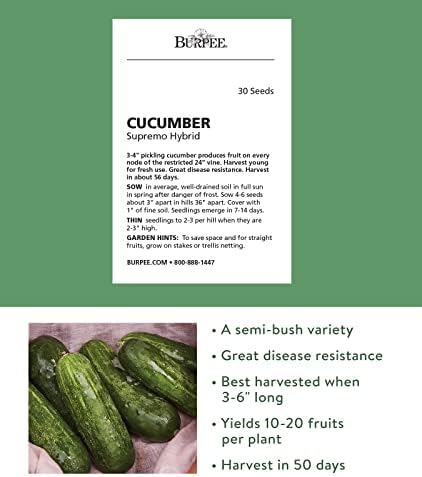 Burpee 'Supremo' Pickling Cucumber Seeds, 30 Non-GMO seeds, Container Friendly - Image 2