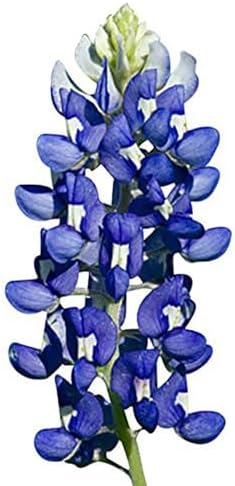 Mixed Lupines Seeds with Many Colors, 250 Seeds - Image 3