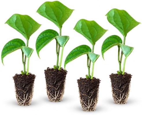 4 Black Pepper Live Plant Piper Nigrum Herb 4-6in Tall Spice Plant (4 Pack) by Unknown