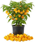 2 Yellow Bonnet Pepper Live Plants, 4-7" Tall Pepper Seedlings by Unknown