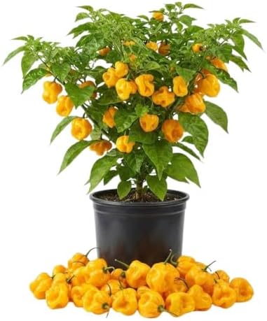 2 Yellow Bonnet Pepper Live Plants, 4-7" Tall Pepper Seedlings by Unknown
