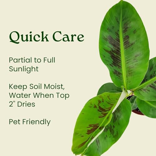 Tropical Plants of Florida Dwarf Cavendish Banana Tree Live Plant 3 Gallon Nursery Pot, 28 to 38 Inch Tall Edible Banana Plant, Tropical Patio Outdoor Tree - Image 6