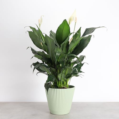 Live Peace Lily Plant, Spathiphyllum, Low Light, Easy to Grow, 6" Pot - Image 2