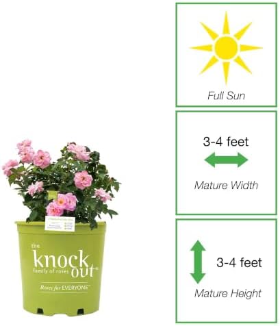 Perfect Plants Peachy Knock Out Rose Bush, 1 Gallon, Live Plant - Image 2