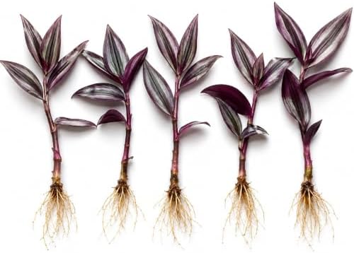 Tradescantia Live Plant Cuttings, Indoor Wandering Jew Cuttings, 5 Zebrina by CZGrain