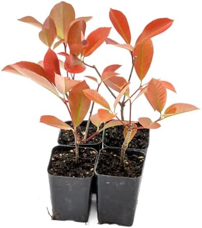 4 Red Tip Photinia, Live Plants in 3.5" Cubes (Photinia × fraseri) - Image 6