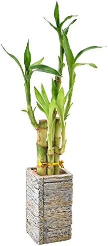 5-Stem Lucky Bamboo, Live Indoor Plant in Aged Wood Planter for Home, Work, or Gift, Light ***Cannot Ship to Hawaii** by Unknown