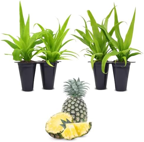 Pineapple Plant White Jade (4 Pack) | Grow Your own Food on Your Edible Organic Garden | Easy to Grow Plants | Edible Fruit Plant for Sustainable Living | Live for Planting | by FamPlants