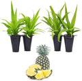 Pineapple Plant White Jade (4 Pack) | Grow Your own Food on Your Edible Organic Garden | Easy to Grow Plants | Edible Fruit Plant for Sustainable Living | Live for Planting | by FamPlants
