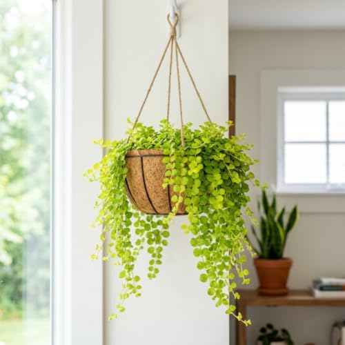 2 Creeping Jenny Starter Live Plants, Perennial Ground Cover, 1-3 Inch Tall - Image 6