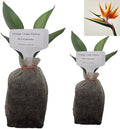 Daisy Ship Bird of Paradise Orange - Strelitzia Reginae - 2 x 2 inch Bags by DaisyShip