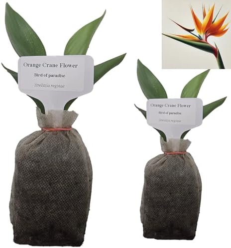 Daisy Ship Bird of Paradise Orange - Strelitzia Reginae - 2 x 2 inch Bags by DaisyShip