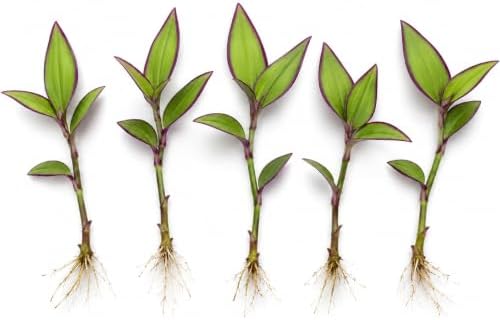 5 Jamaican Tradescantia Cuttings – Live Trailing Houseplant Starters by CZGrain