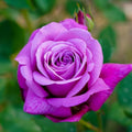 Climbing Rose Live Plant, Fragrant Ornamental Rose, 5-7 Inch Tall by TANKDA