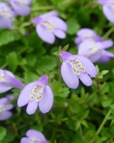 Perennial Farm Marketplace Mazus reptans (Creeping Blue) Live Groundcover, Size- 1 Quart, Bright Bluish Colored Flowers, Zones 5-8 - Image 2