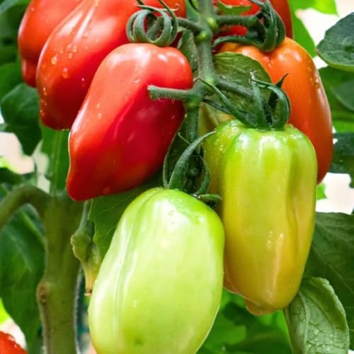 San Maranzo Tomato Plants, 4 Inch Pot by HILROQG