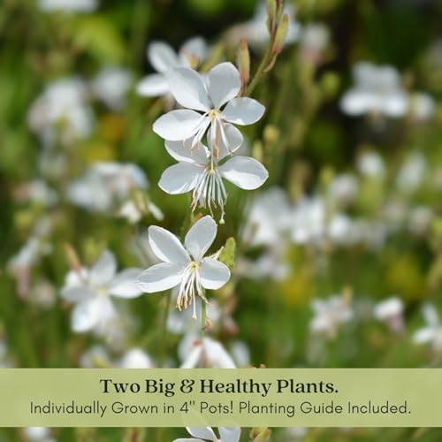 Clovers Garden Gaura Sparkle White Plants - Two (2) Live Plants - Non-GMO - Each 4" to 8" Tall - in 4" Inch Pots - Perennial, Pollinator Friendly, Continuous Blooms - Image 6