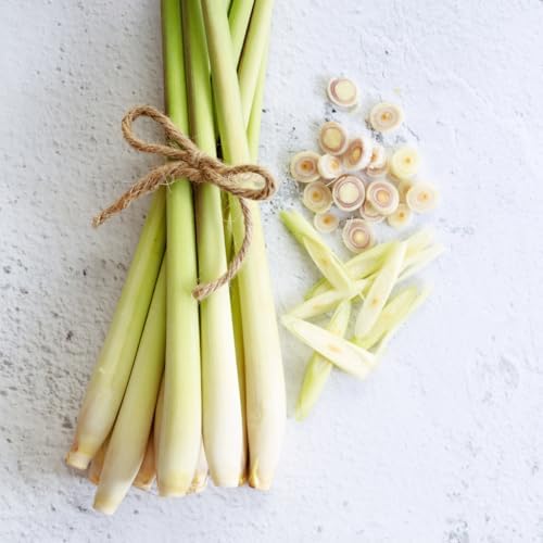 Daisy Ship West Indian Lemongrass - 4 x 2 inch Cups - Image 4