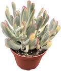 Sprout N Green Cotyledon Orbiculata cv. Long Leaf Variegated, Rare Live Succulent Plant Fully Rooted in 4" Planter with Soil, Home Office Indoor Outdoor Wedding Decoration DIY Projects Party Favor by SproutNGreen